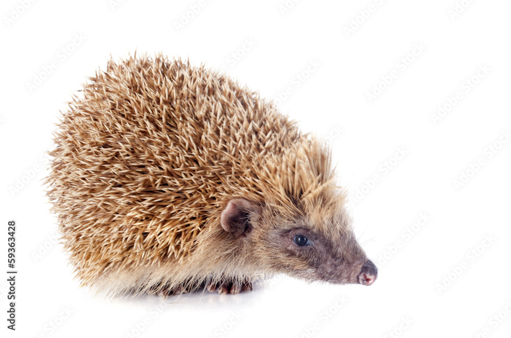 hedgehog hedgehog
