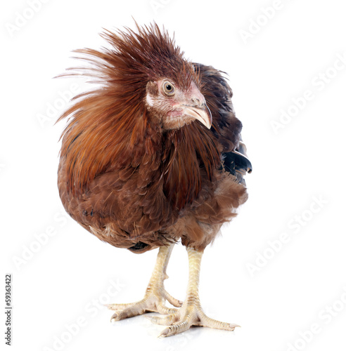 Obraz na plátně brown capon