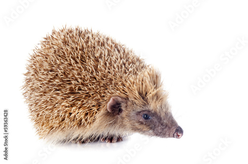 hedgehog