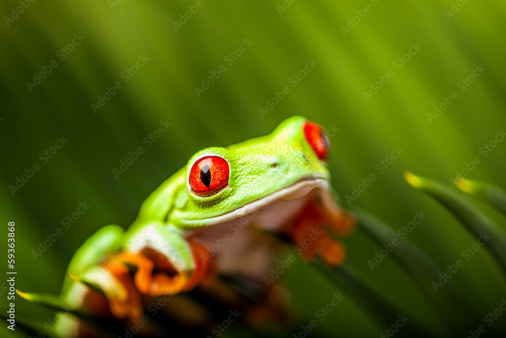 Fototapeta premium Wonderful exotic frog, tropical theme