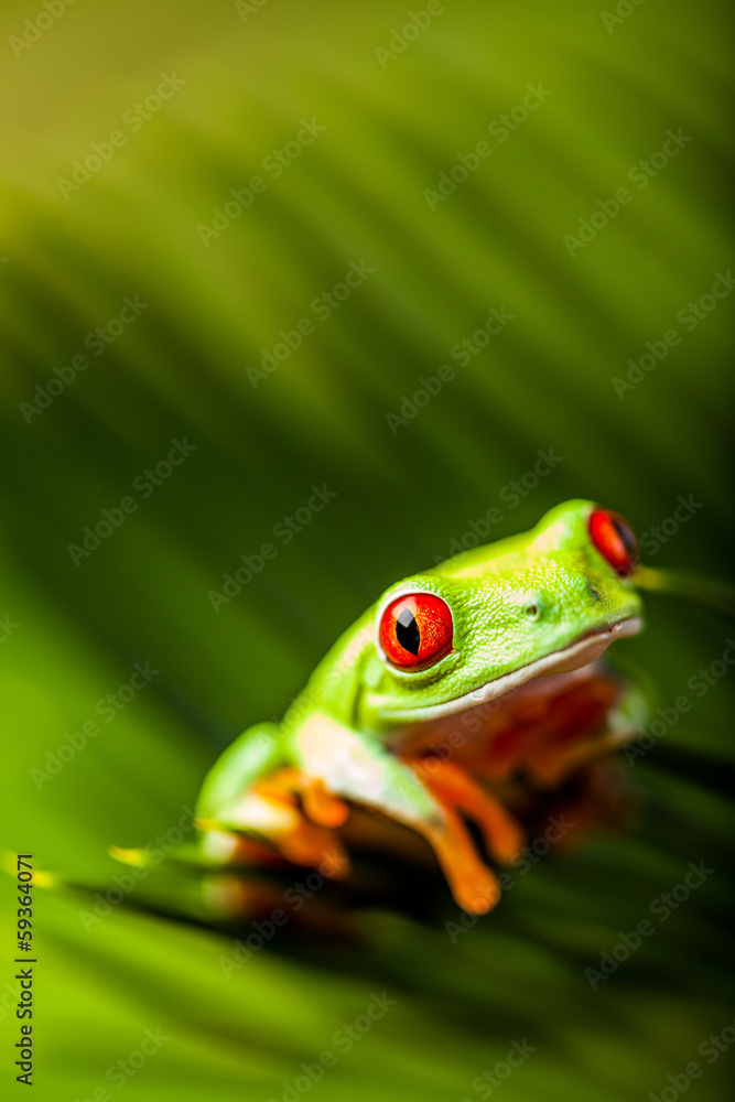 Naklejka premium Wonderful exotic frog, tropical theme