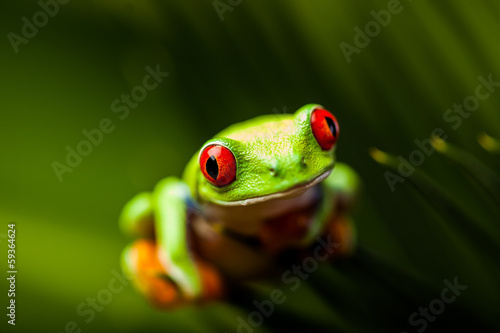 Exotic frog in natural rain forest