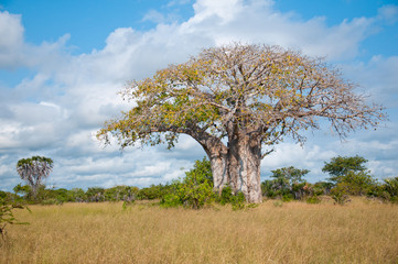 Leinwandbilder Baobab Riesiger Baobab im Saadani Nationalpark  © Alexandra Giese