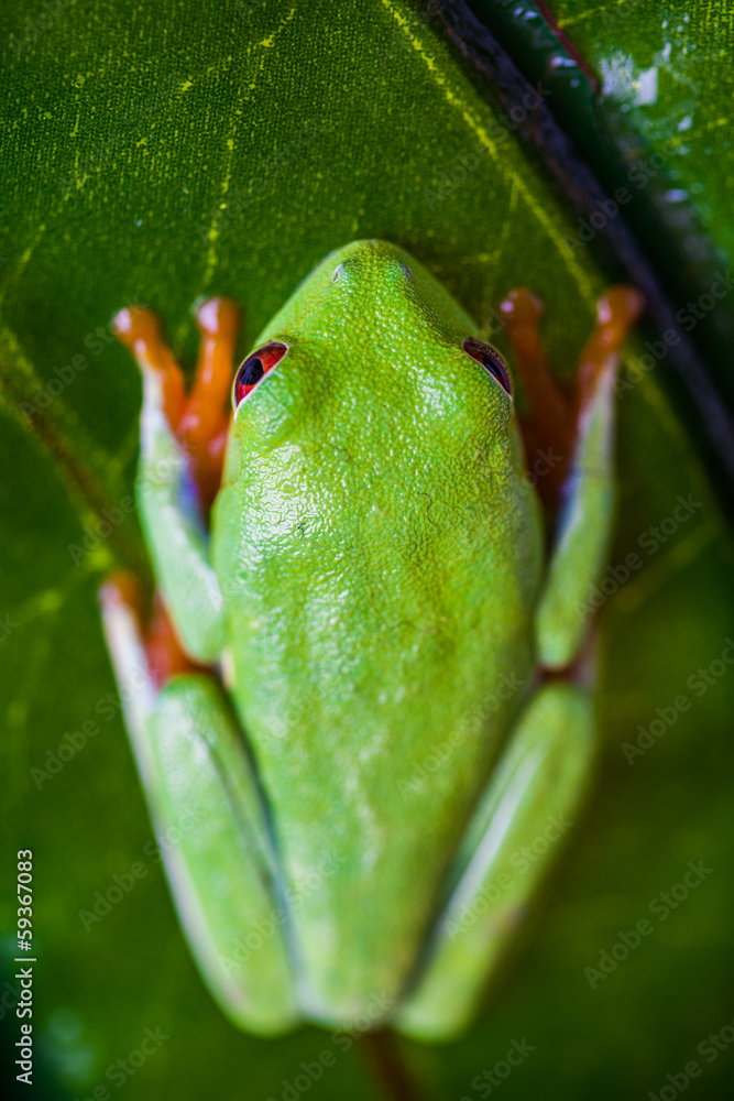Naklejka premium Exotic colorful frog