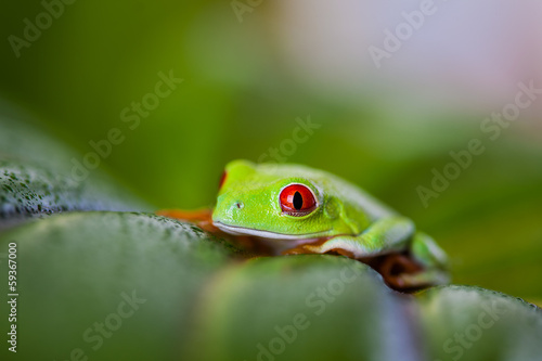 Saturated tropical concept with frog