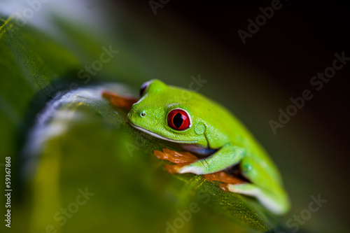 Saturated theme of tropical colorful frog