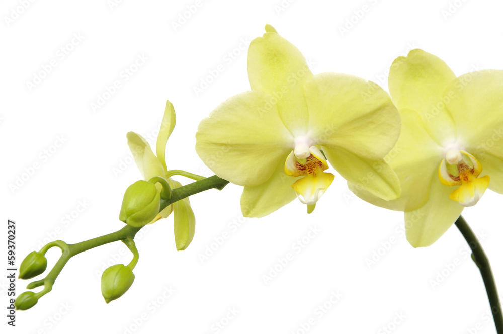 Obraz premium Macro green orchid on white background