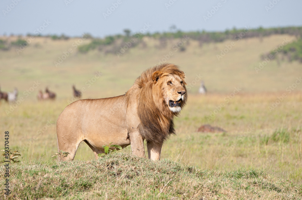 male lion in the savannah looking for prey male lion in the savannah looking for prey