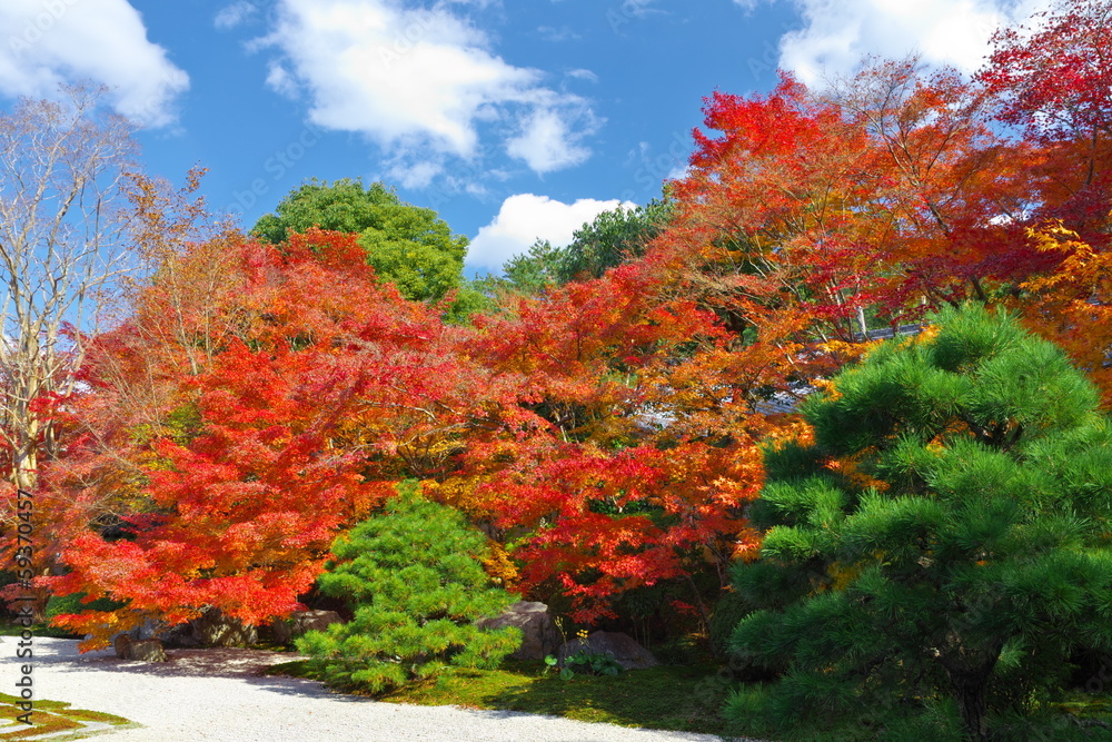 Naklejka premium 日本の秋の庭園