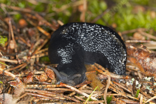 European black slug, arion arter