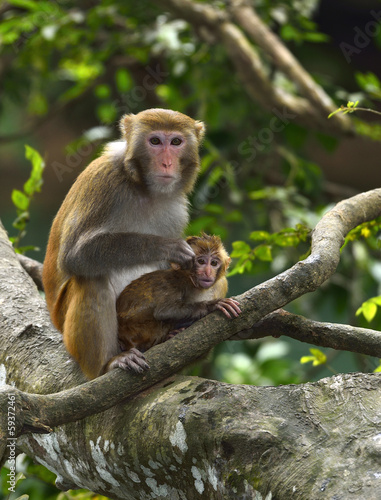The monkey mother and son