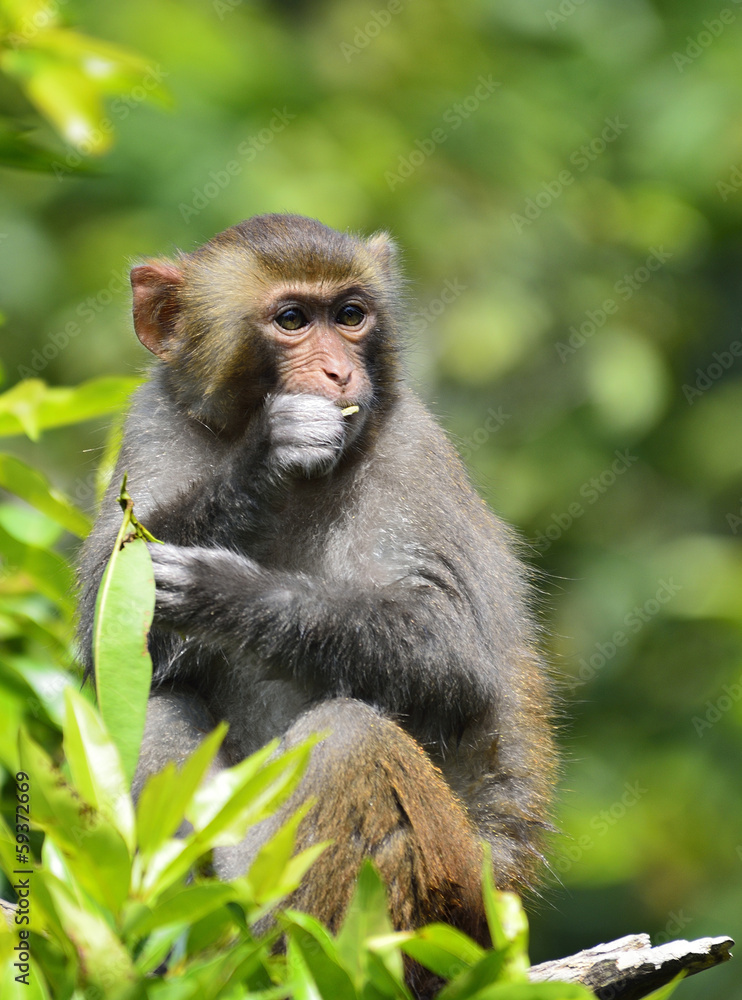 A Cute Monkey Eating Leaves A Cute Monkey Eating Leaves