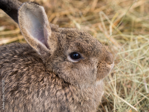 rabbit closeup