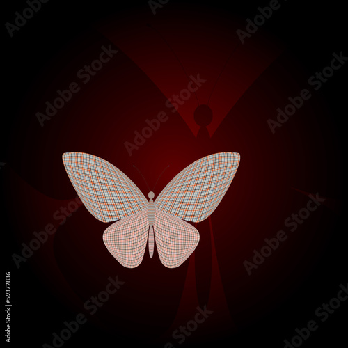 butterfly