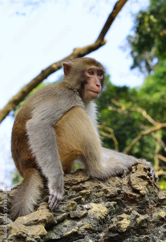 Fototapeta premium A monkey is sitting on the rocks, staring at visitors.