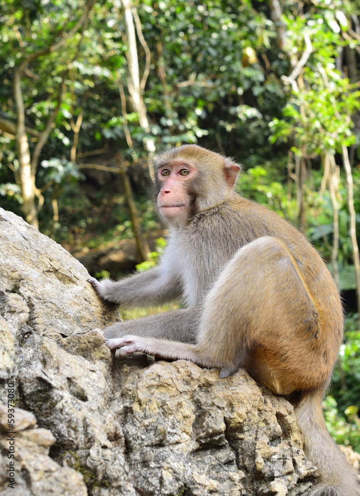 A monkey climbing on the stone