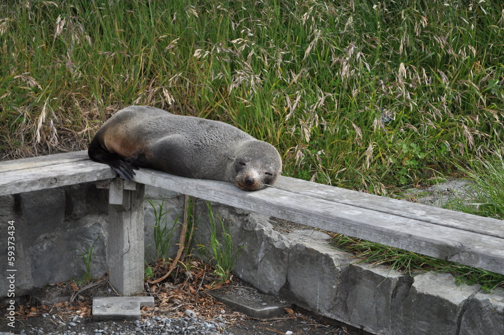 Naklejka premium 気持ちよさそうに眠るオットセイ