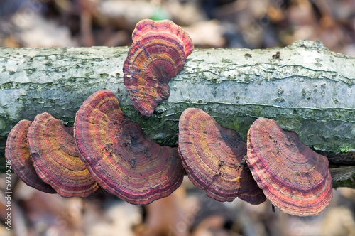 Mushrooms on a tree.