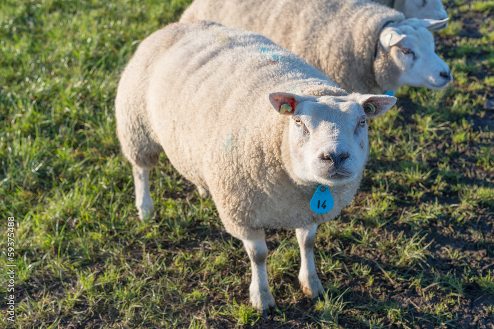 Fototapeta premium Portrait sheep in backlit