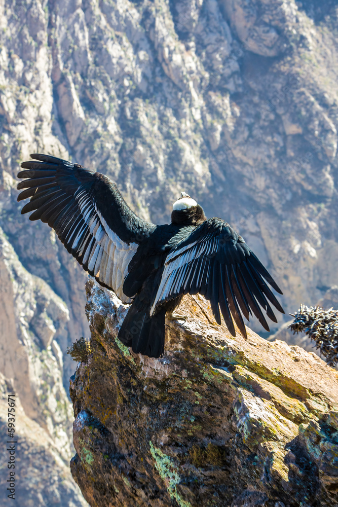 Fototapeta premium Condor at Colca canyon sitting,Peru,South America