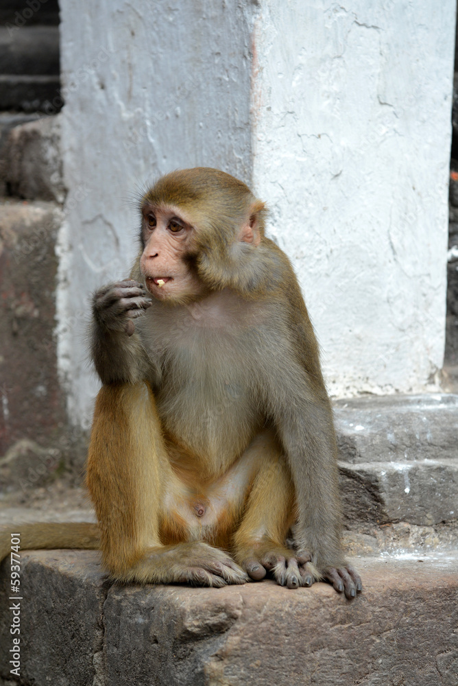 Sitting monkey, at Swayambhunath temple. Kathmandu, Nepal