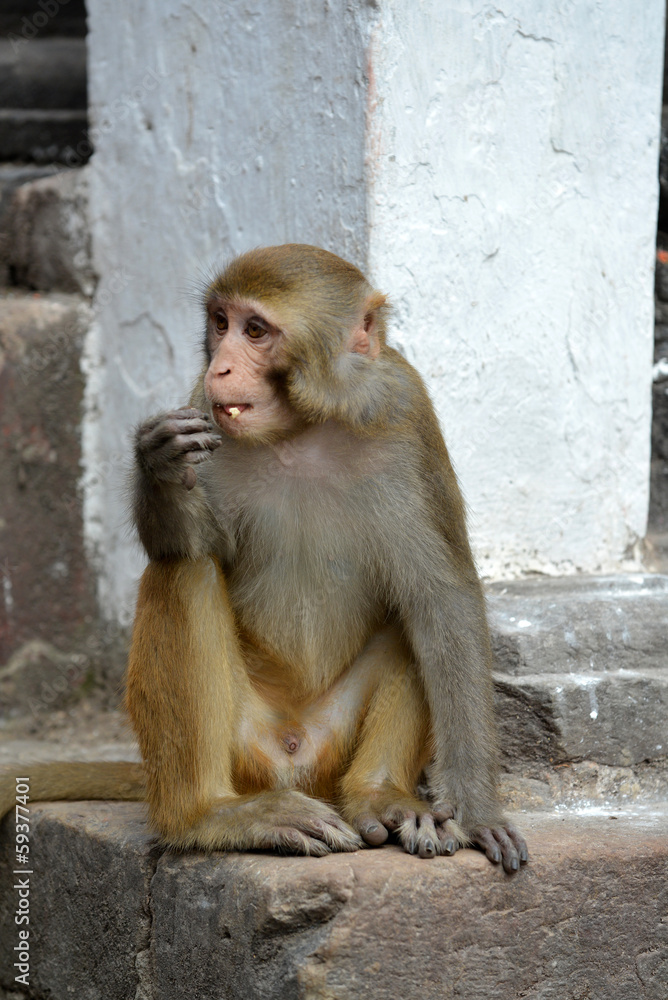 Sitting monkey, at Swayambhunath temple. Kathmandu, Nepal Sitting monkey, at Swayambhunath temple. Kathmandu, Nepal