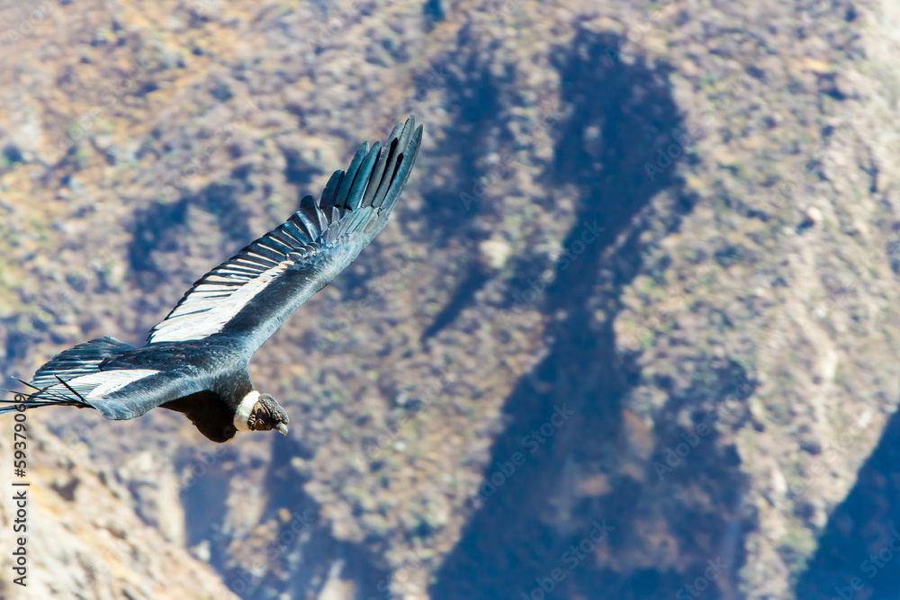 Flying condor over Colca canyon,Peru,South America. Flying condor over Colca canyon,Peru,South America.