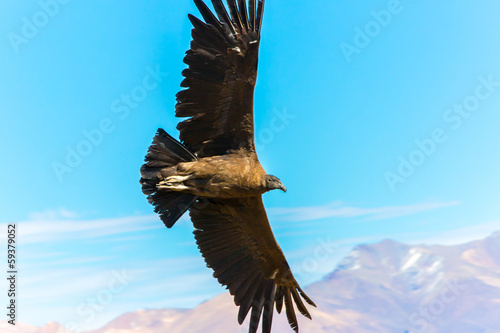This condor the biggest flying bird on earth