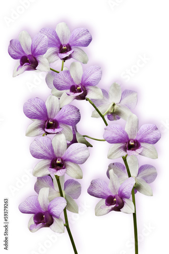 Pink Orchids on white background This Image contains clipping pa