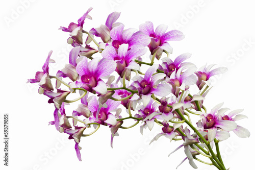 Pink Orchids on white background(This Image contains clipping pa