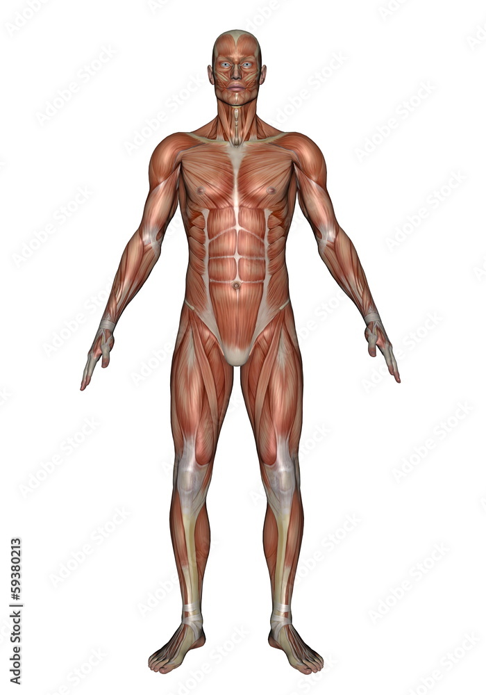 Front muscles of man - 3D render