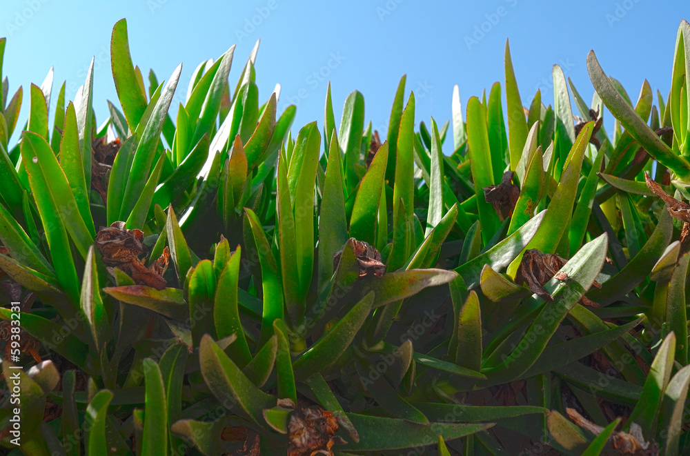 Fototapeta premium Succulents in a garden in Oia on Santorini in Greece.