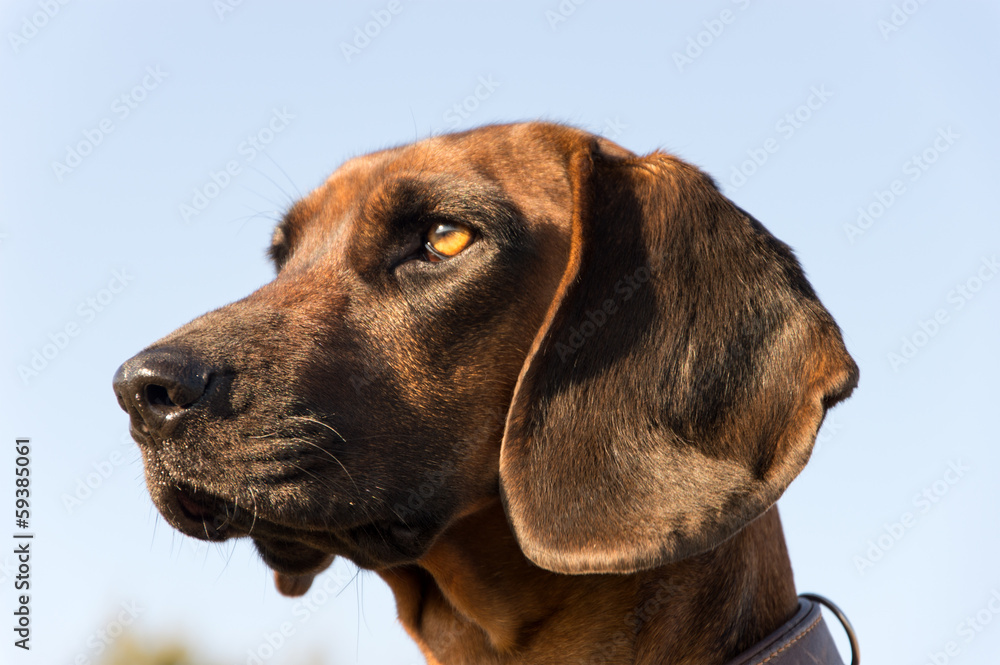 Bayrischer Gebiergsschweißhund Bayrischer Gebiergsschweißhund