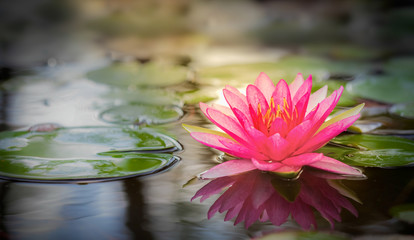 Papier peint photo Fleur de lotus Lotus rose épanoui sur l'eau  © anekoho