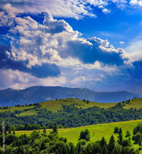 forest on a steep mountain slope