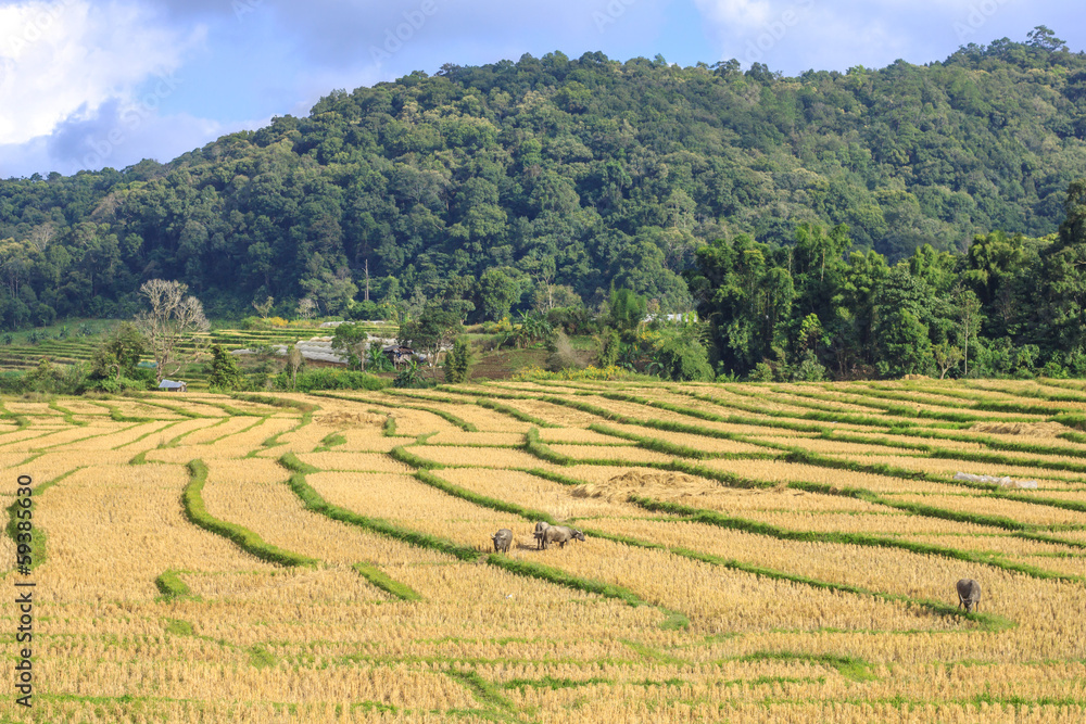 Terraced Rice Field yellow Terraced Rice Field yellow