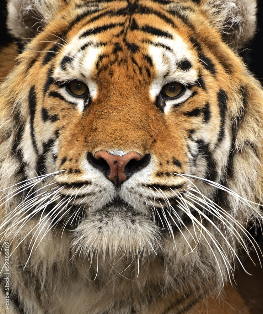 Fototapeta premium Portrait of the Amur Tiger