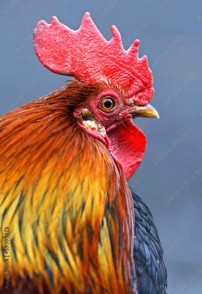 Portrait pet rooster on the farm