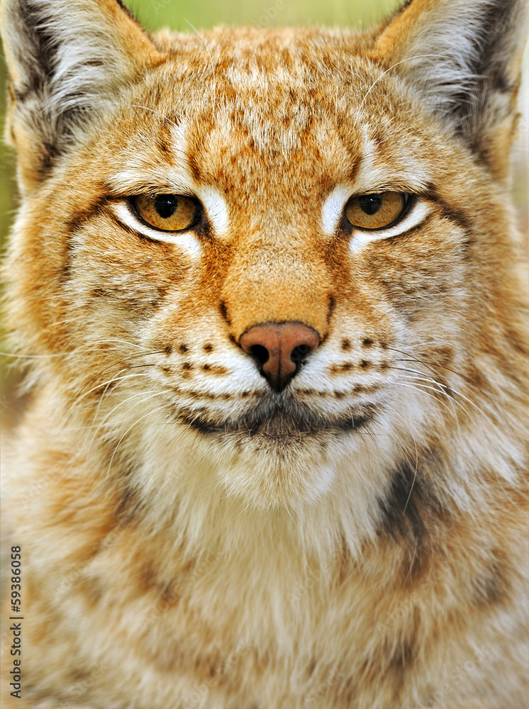 Obraz premium Portrait of a Lynx in their natural habitat