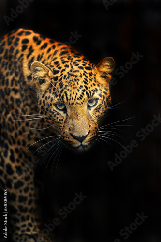 Portrait of leopard in its natural habitat © kyslynskyy
