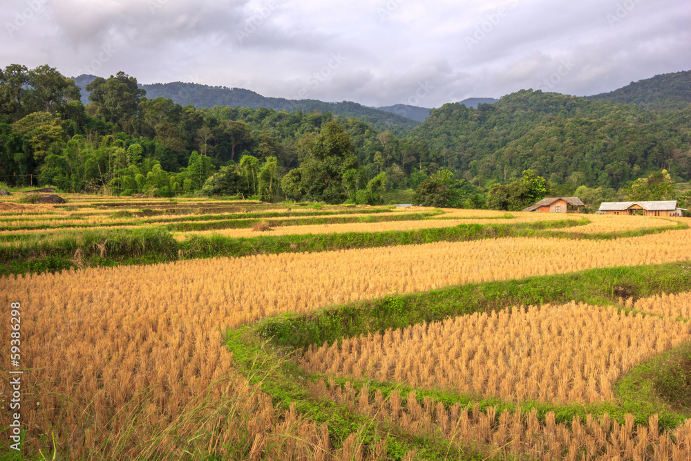 Terraced Rice Field yellow after the harvest in Thailand