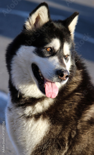 Husky sib  rien