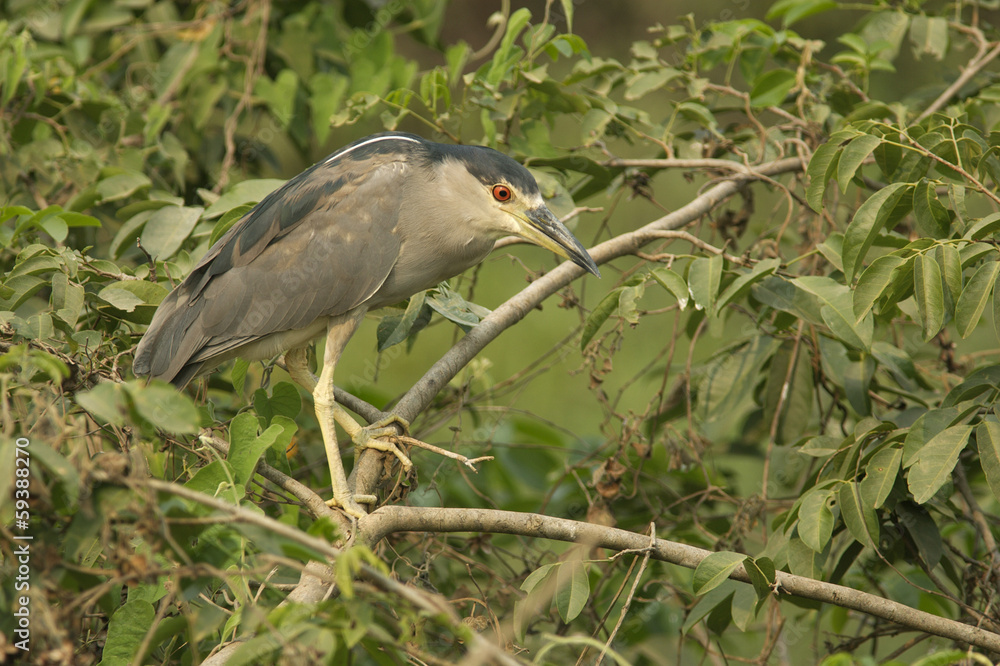 Black-crowned night-heron, Nycticorax nycticorax Black-crowned night-heron, Nycticorax nycticorax