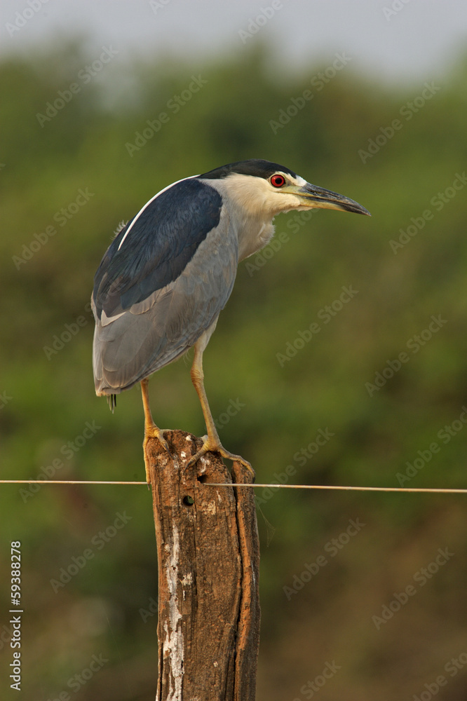 Obraz premium Black-crowned night-heron, Nycticorax nycticorax