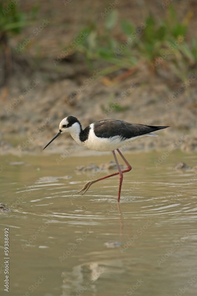 Obraz premium Black-necked stilt, Himantopus mexicanus,