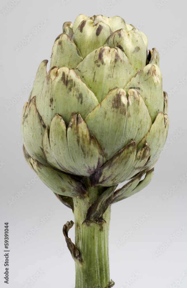Obraz premium artischoke