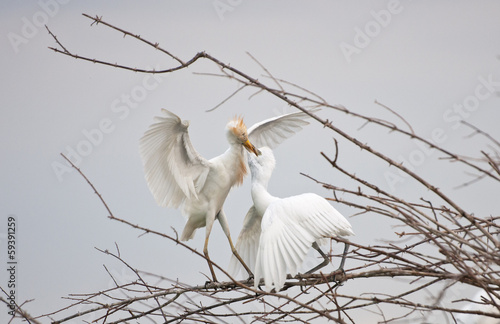 male heron feeding a female heron - national park selous photo