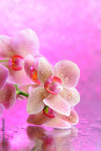 Beautiful blooming orchid with water drops