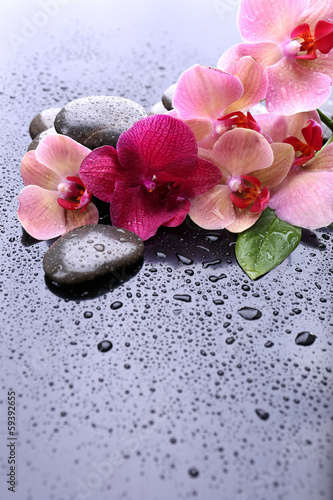 Composition with beautiful blooming orchid with water drops and