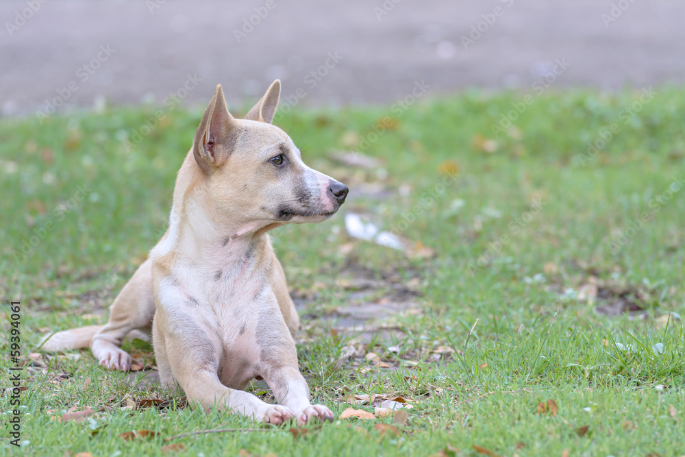 Thai dog